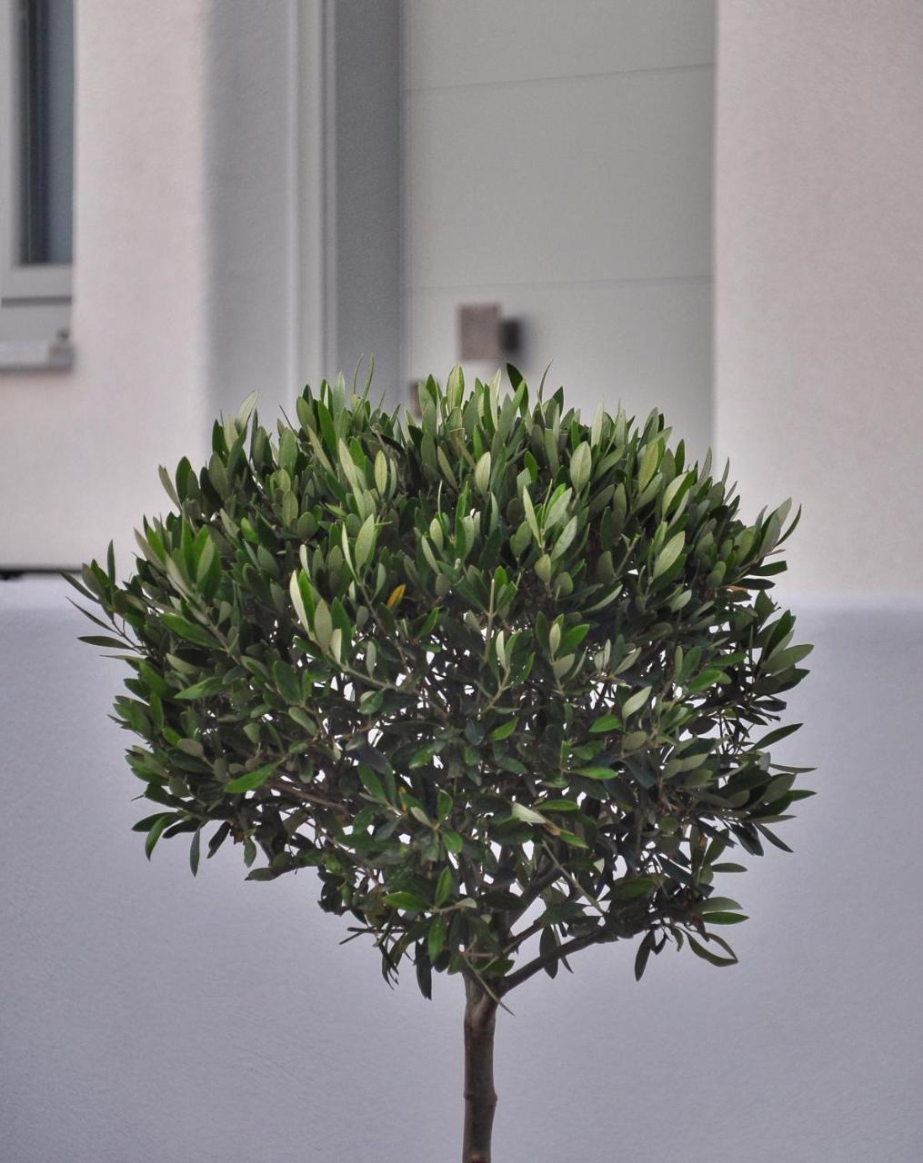 Quartano Luxury Cycladic Residence, Adults Only 纳乌萨 外观 照片